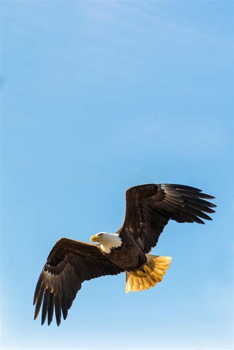 Bald Eagle In Mid Flight Stock Image Image Of Majestic 61388743