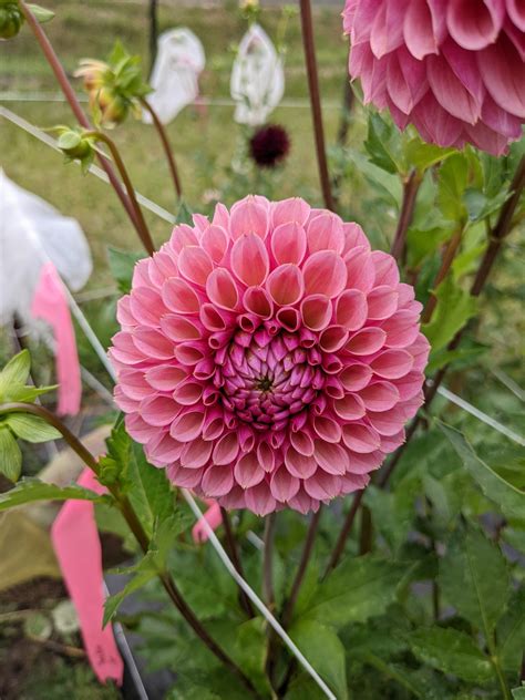 Bracken Rose Tuber Four Acre Farm Llc