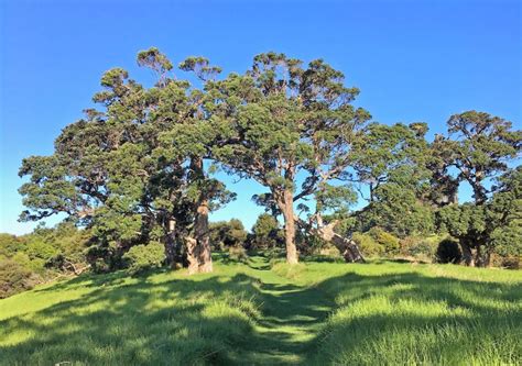 Isla De Waiheke Paseo Guiado Por El Bosque Y La Playa Getyourguide