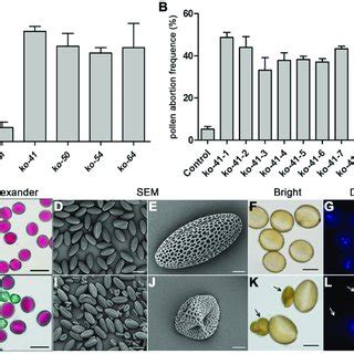 Cytological Observation Of Mature Pollen Grains In Bcmf30a Bcmf30c