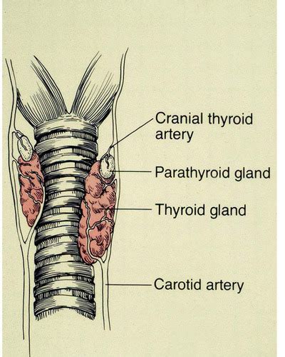 Endocrinology Lecture Feline Hyperthyroidism Flashcards Quizlet