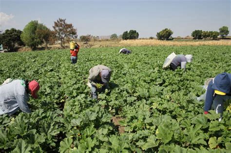 Producción De Hortalizas Un Camino Para La Seguridad Alimentaria