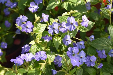 15 Best Annuals For Sun And Shade To Grow In Your Garden