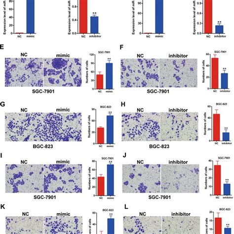 Mir P Promoted Migration And Invasion In Gastric Cancer Ad The