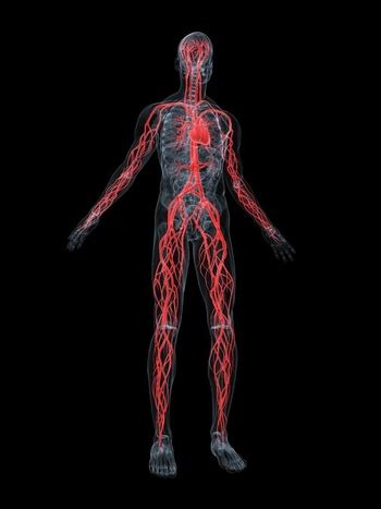 Portal O Zdrowiu Modzie I Urodzie Zdrowie Anatomia Cz Owieka