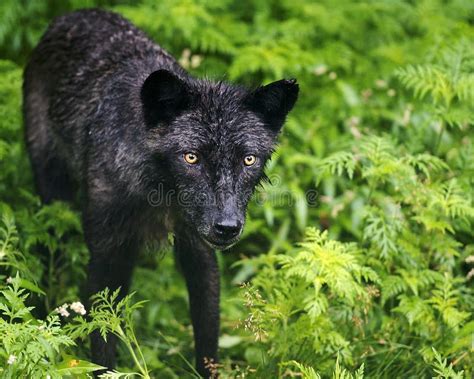 Wolf Red Wolf Animal Stock Photos Red Wolf Animal Profile View Wolf