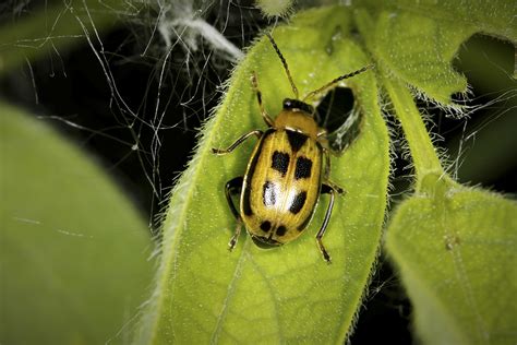 Minnesota Seasons - bean leaf beetle