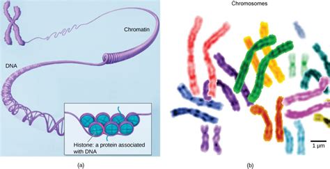 Eukaryotic Cells Biology 2e Part I 2nd Edition