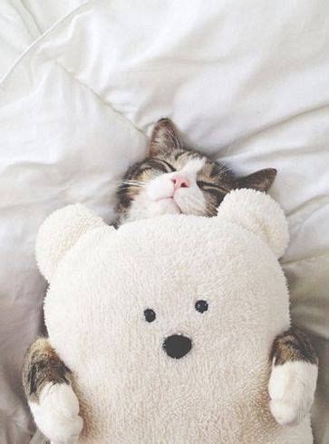 Cat With Teddy Bear Pictures, Photos, and Images for Facebook, Tumblr ...