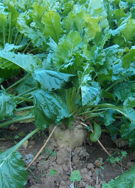 Zuckerrübe Beta vulgaris subsp vulgaris var altissima Beschreibung