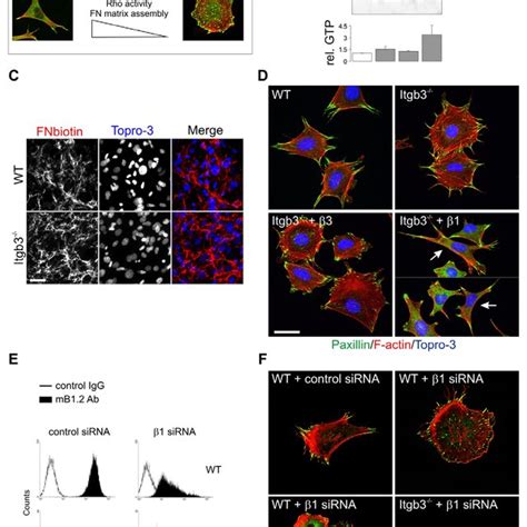 Integrin α5 Is Required For Efficient Rhoa Activation And Fibronectin