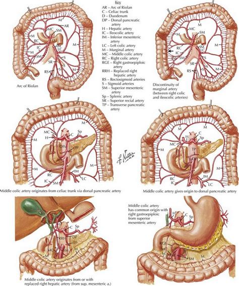 Hemorrhoids And Hemorrhoidectomy Basicmedical Key