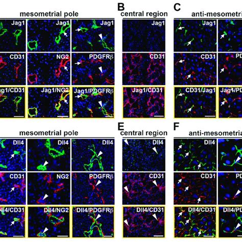 Characterization Of The E Uterine Vasculature In Wildtype Mice A