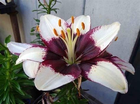 100 Different Types Of Lilies For Your Perennial Beds Florgeous