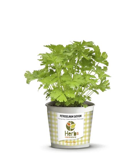 Petroselinum Sativum | Herbs More Natural