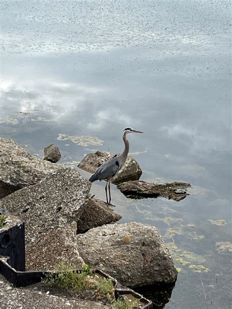 Ebird Checklist 23 Jun 2023 South Pier 28 Species