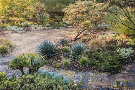 Drought Tolerant Plants Don T All Have Spines Or Prickles