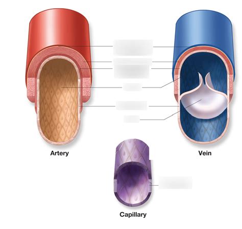 2 40B 2 50 Arteries Veins And Capillaries Diagram Diagram Quizlet