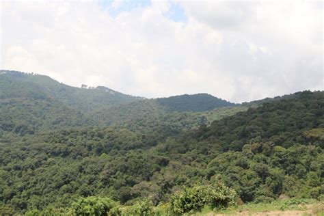 New In Rwanda: Gishwati National Park For 2020 – KT PRESS