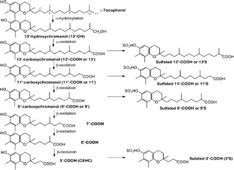 Vitamin E T Metabolism And Metabolites Vitamin E Forms Are