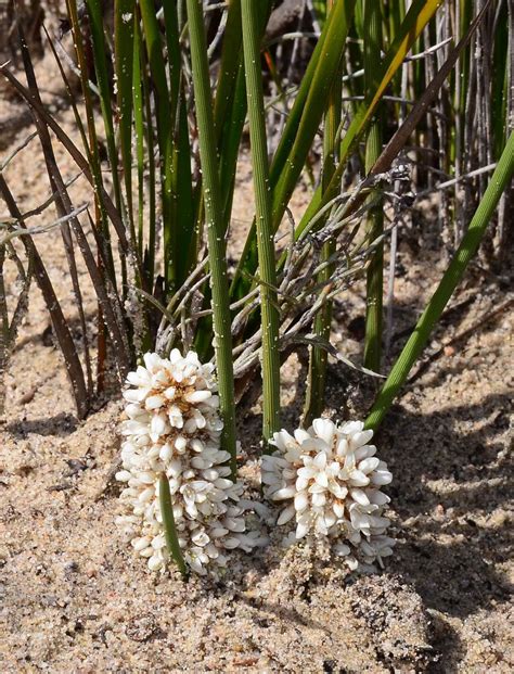 Vicflora Lomandra Juncea