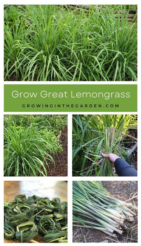 Lemongrass May Be Difficult To Find In The Produce Aisle But It Is