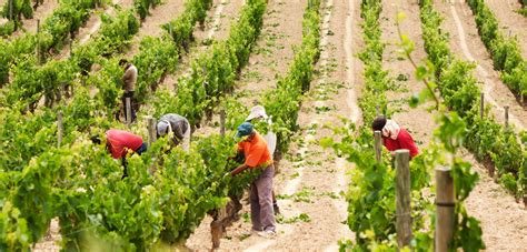 Viticulture | Bodegas y Viñedos Artadi