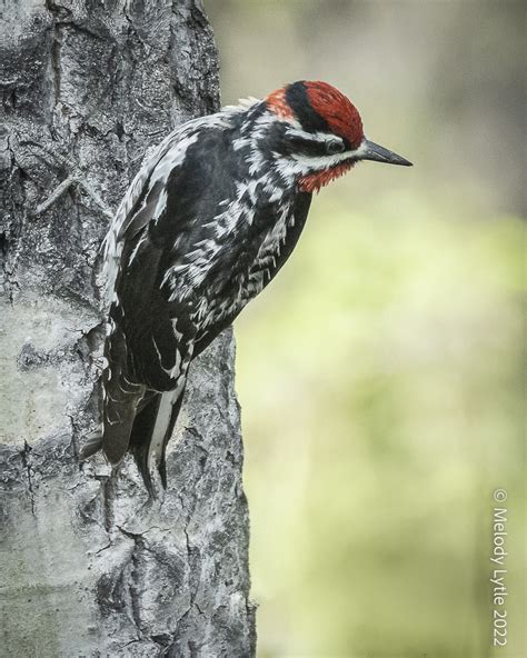 Red Naped Sapsucker Sphyrapicus Nuchalis British Columbia Melody