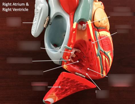 Right Atrium And Ventricle Diagram Quizlet