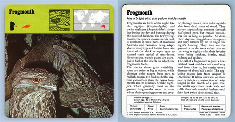 Frogmouth Birds 1970 S Rencontre Safari Wildlife Card