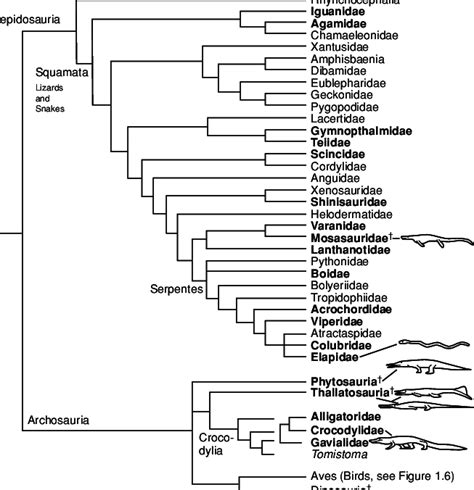 5 Generalized Phylogeny Of Some Reptiles Lepidosaurs And Archosaurs