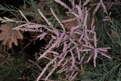 Tamarix Ramosissima Tamarisk