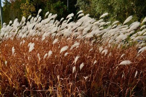 Halloween Plants 13 Plants That Fit In Spooktacularly Minneopa Orchards