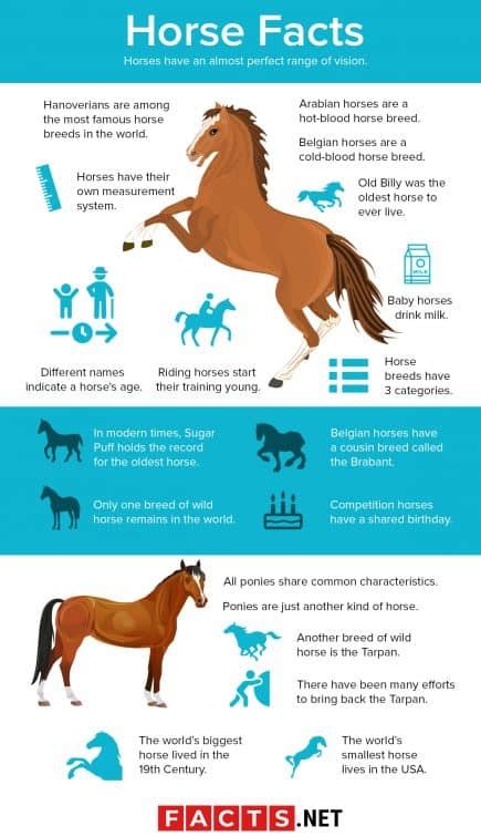 80 Interesting Horse Facts You Probably Never Knew About