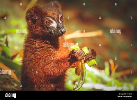 Lemur eating banana Stock Photo - Alamy