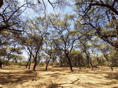 Piura Concurso De Fotograf A Conociendo Los Bosque Secos Se Extiende