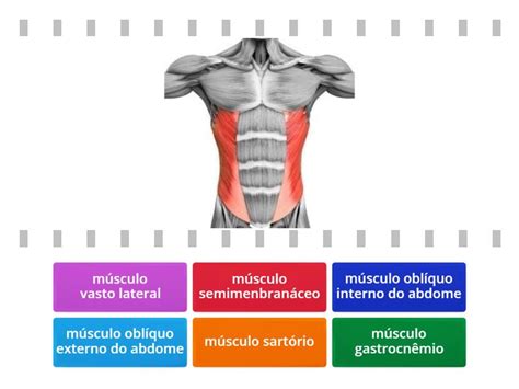 Musculos 2 Find The Match