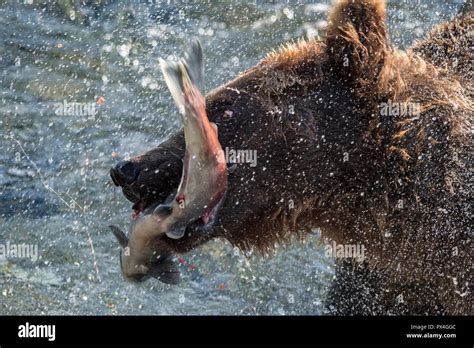 Brown Bear Ursus Arctos With Captured Salmon Splashing Water Animal