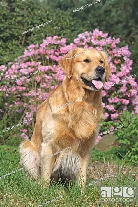 Golden Retriever Stock Photo Picture And Rights Managed Image Pic