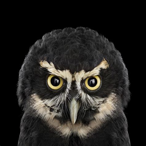 Wonderful Portraits Of Different Owl Species By Brad Wilson Aesthesiamag