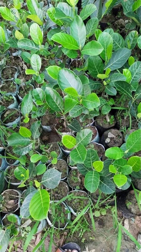 2 Feet Hybrid Jackfruit Plant At Rs 45 Plant In Hojai ID 23717564988