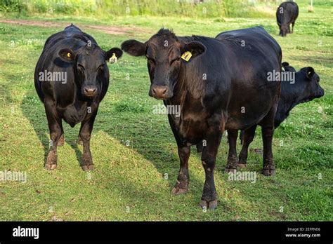 Black Angus Cattle Grazing On Pasture Land Stock Photo Alamy