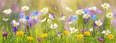 Facebook Cover Photos Nature Spring