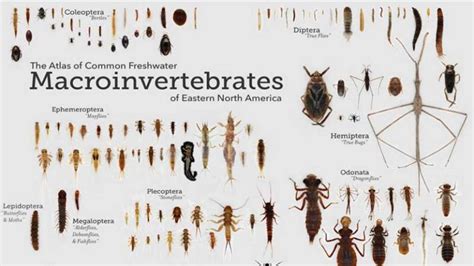 Diving Deeper Into Aquatic Macroinvertebrate Id Stroud Water Research