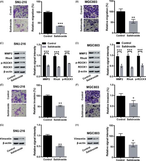 Salidroside Suppressed The Migration And Invasion Of Gc Cells Snu