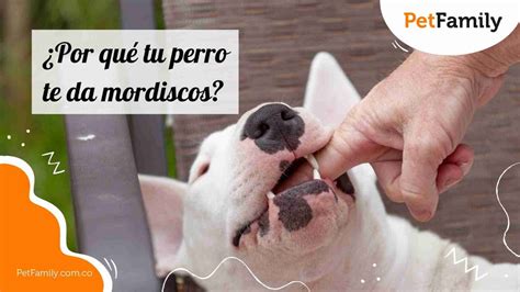 Pellizcos Tiernos Y Juguetones Descubre Por Qu Tu Perro Te Da