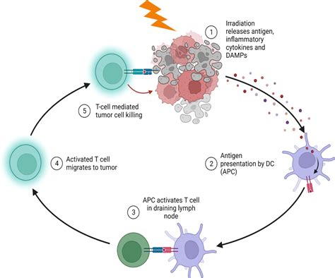 Frontiers Radiation For Hematologic Malignancies From Cell Killing