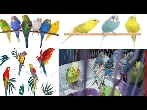 Australian Parrots Voice Australian Parrots Breeding Tips In Urdu