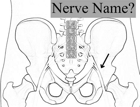 Name The Nerve ☯️ Root Value Drnajeeb Hand Made Notes