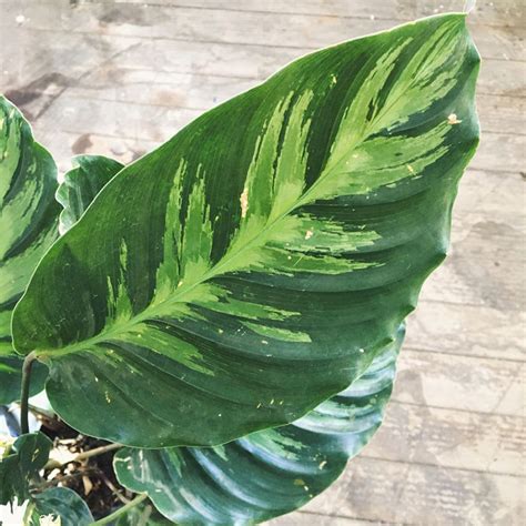 Calathea Louisae